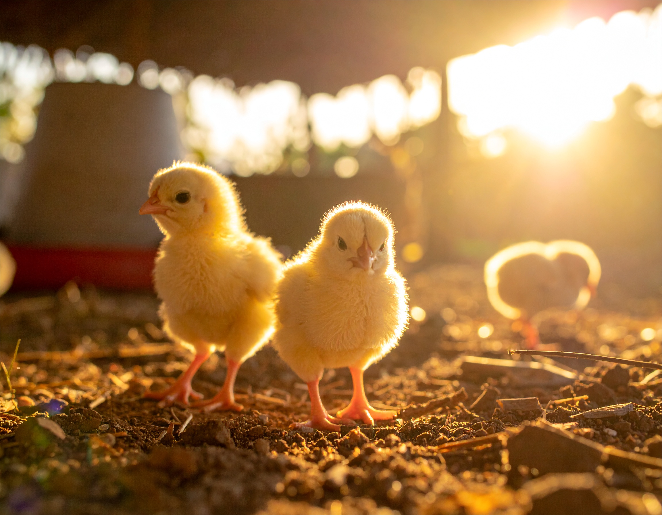 Poultry farming